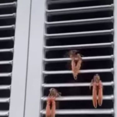 Škampi postavljeni na rolete prozora