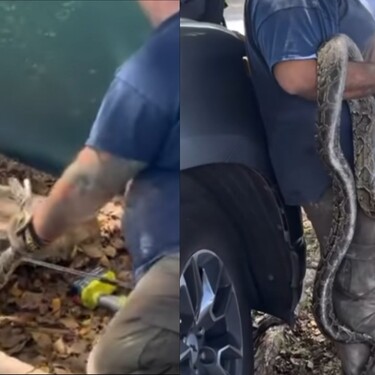 Uklanjanje ogromnog pitona ispod pločnika