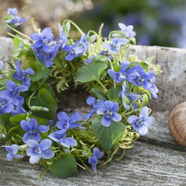 Baršunaste ljubičice imaju bogatu simboliku i primjenu