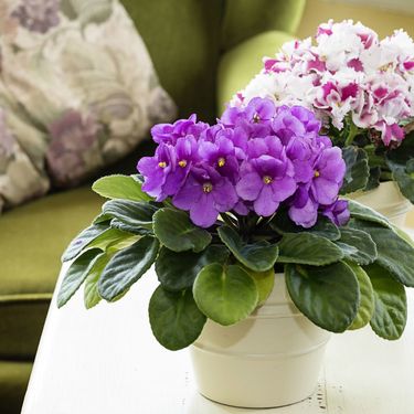 Ljubičice su omiljen ukras u domovima