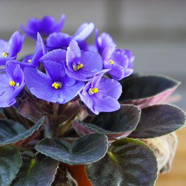 Ljubičice su omiljen ukras u domovima