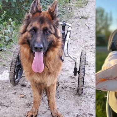 Leteći odred iz osječkog azila