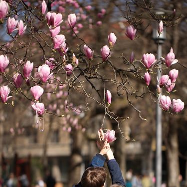 Rascvjetala magnolija u parku Ribnjak