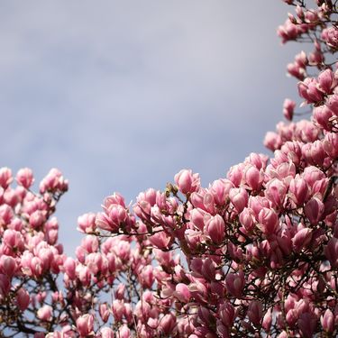 Rascvjetala magnolija u parku Ribnjak