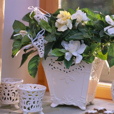 Gardenija najviše voli mjesta bez izravne sunčeve svjetlosti - 2