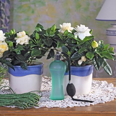 Gardenija najviše voli mjesta bez izravne sunčeve svjetlosti - 3