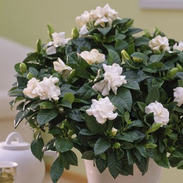 Gardenija najviše voli mjesta bez izravne sunčeve svjetlosti - 4