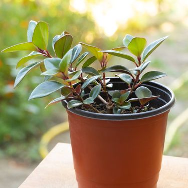 Ešinant Mona Lisa na početku rasta