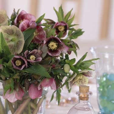 Kukurijek cvjeta krajem zime ili u rano proljeće, često tijekom razdoblja korizme - 10