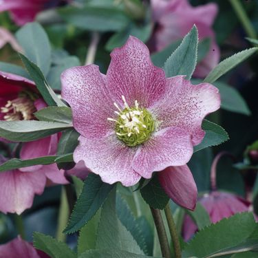 Kukurijek cvjeta krajem zime ili u rano proljeće, često tijekom razdoblja korizme - 13