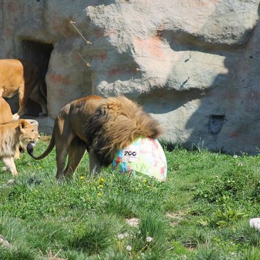 Zekanje u zagrebačkom Zoo vrtu na Uskrsni ponedjeljak - 4