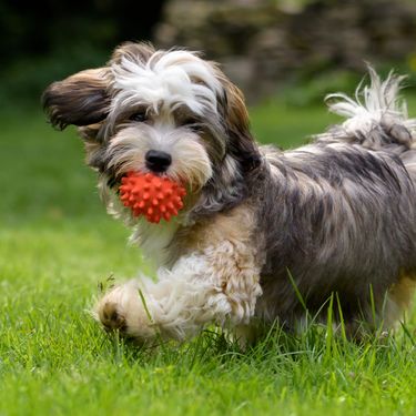 Havanezer s lopticom