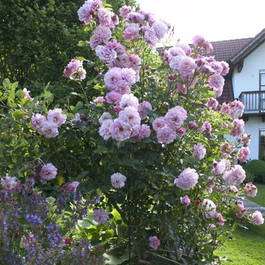 Sanjivo dvorište s ružama i puno zelenila - 4