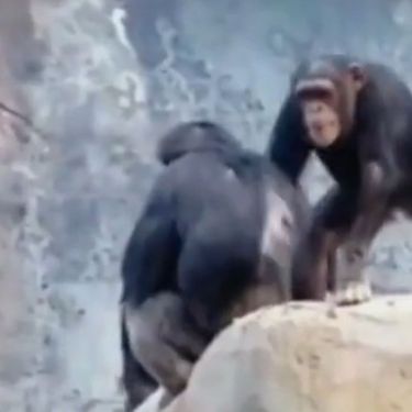 Čimpanze u zoološkom