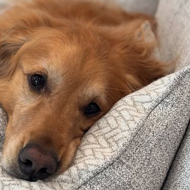 Teddy je najsmješniji zlatni retriver na Instagramu