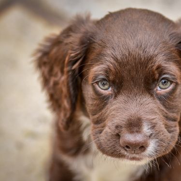 Štene koker španijela