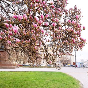 Najljepši proljetni prizori u centru Zagreba