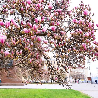Najljepši proljetni prizori u centru Zagreba