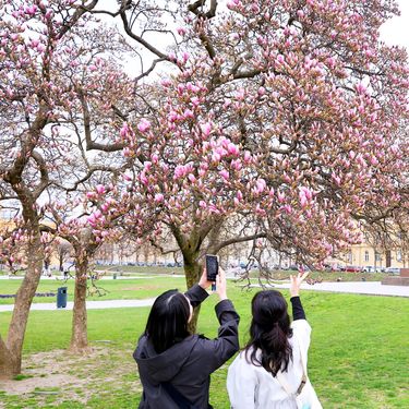 Najljepši proljetni prizori u centru Zagreba