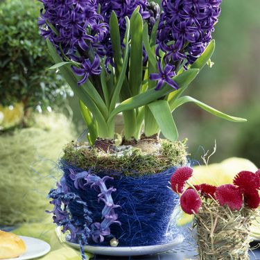 Zumbuli su najčešće ljubičaste boje, ali sve su prisutniji i oni u bijeloj i nježno ružičastoj boji - 4