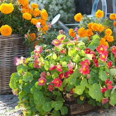 Dragoljub i kadifica odlično se slažu