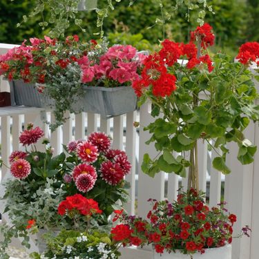 Neke kombinacije cvijeća zajedno će rasti uspješno i obogatiti vaš balkon