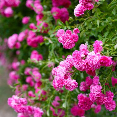 Pravilna rezidba donijet će ruže raskošnije nego ikad