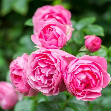 Osluškujte vrijeme i biljku i nećete pogriješiti