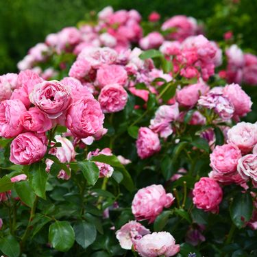 Ruže će predivno cvasti nakon pravilne rezidbe