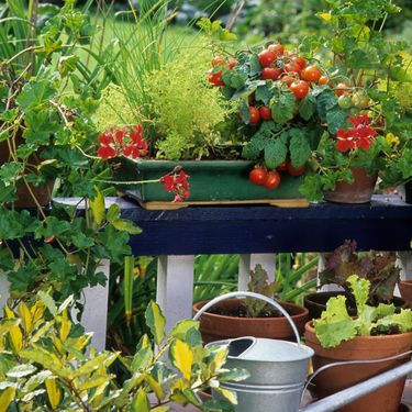 Neke vrste povrća idealne su za uzgoj na balkonu