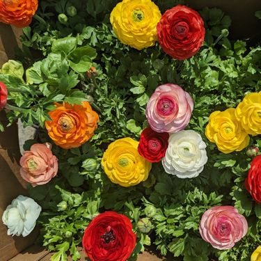 Ranunkula, cvijet koji izgleda kao sestra ruže i božura