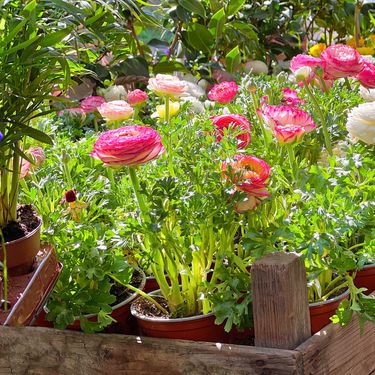 Ranunkula, cvijet koji izgleda kao sestra ruže i božura