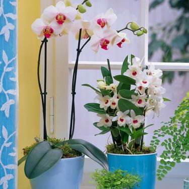 Orhideje