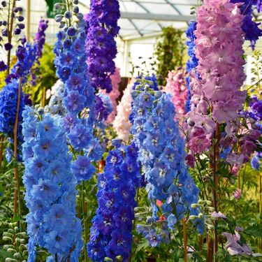 Kokotić je jedan od najimpresivnijih cvjetova u vrtovima i na livadama