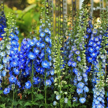 Kokotić je jedan od najimpresivnijih cvjetova u vrtovima i na livadama