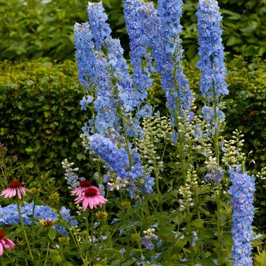 Kokotić je jedan od najimpresivnijih cvjetova u vrtovima i na livadama