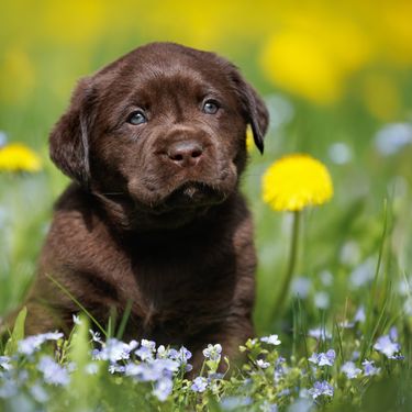 Štene labrador retrivera