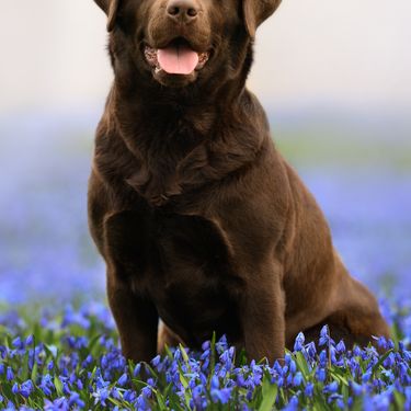 Čokoladno smeđi labrador retriver