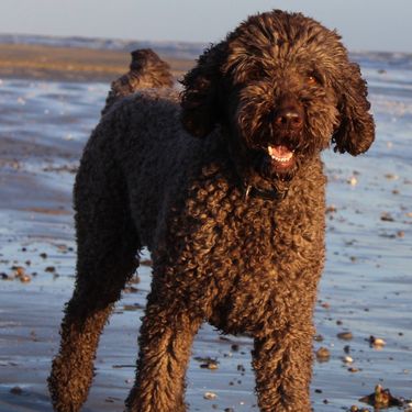 Čokoladno smeđa pudla