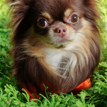 Čokoladno smeđa chihuahua