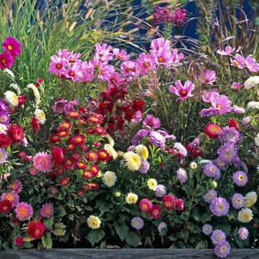 Lijepe kate rastu dugi niz godina