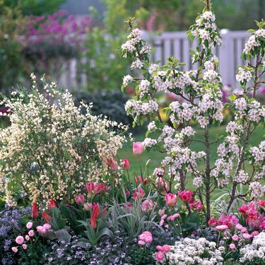 Voćke poput patuljaste kruške ne vole baš svaku biljku u svojoj blizini