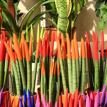 Sanseveria cylindrica ili cilindrična sablja je sukulentna biljka porijeklom iz Angole - 9