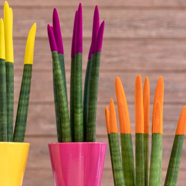 Sanseveria cylindrica ili cilindrična sablja je sukulentna biljka porijeklom iz Angole - 13