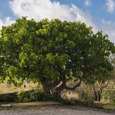 Smokva ima vrlo invazivno korijenje