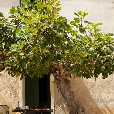 Smokva ima vrlo invazivno korijenje