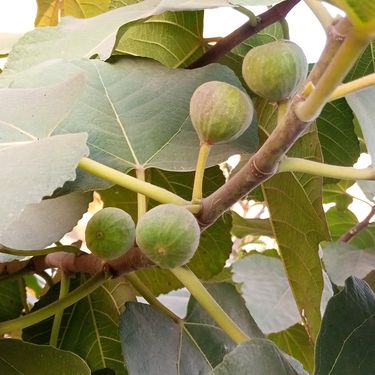 Smokva ima vrlo invazivno korijenje