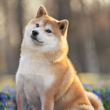 Shiba inu