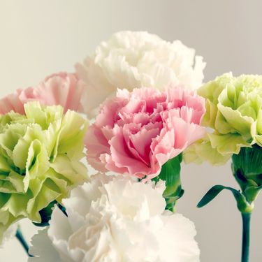 Svaka boja karanfila ima određenu simboliku