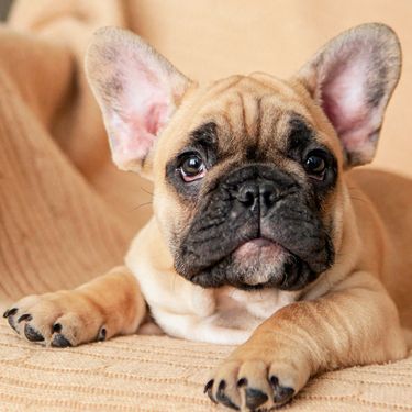 Štene francuskog buldoga